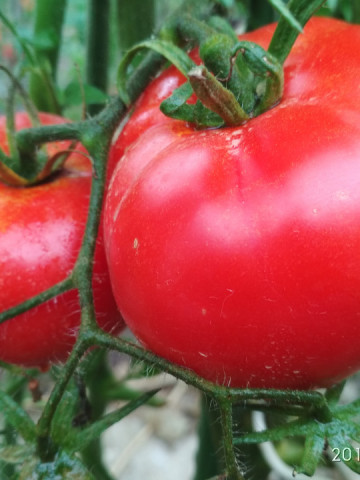 Delicious (20 seminte) rosii gigant cu pulpa beefsteak, nedeterminate, SUA