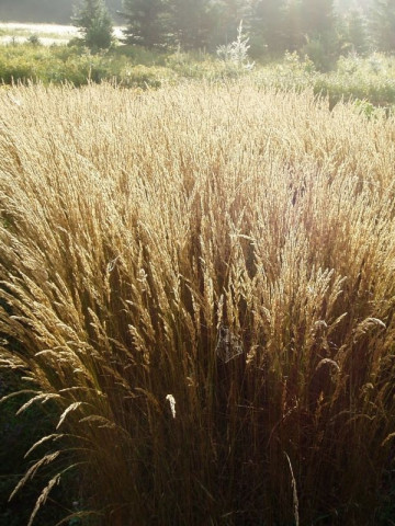 Deschampsia Goldtau (ghiveci 1,5 l), iarba ornamentala Tarsa Mare, aspect de fantana arteziana