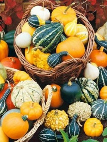 Dovlecei Decorativi (2 grame) seminte diferite forme si marimi , Horti Tops