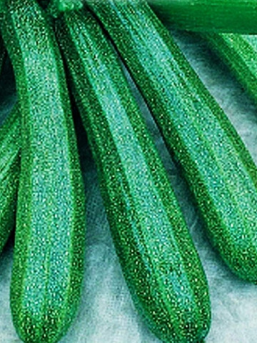 Dovlecel President F1 (14 seminte), hibrid timpuriu zucchini verde, Agrosem
