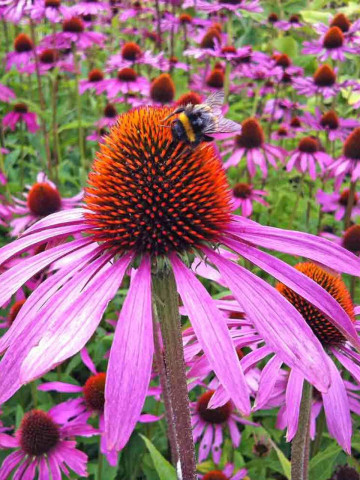 Echinacea (0.8 gr) planta medicinala perena, Agrosem