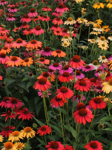Echinacea Cheyenne Spirit (in ghiveci de 1 L), rasad de Echinacea, hibrid medaliat cu aur, cu flori superbe in multe culori stralucitoare