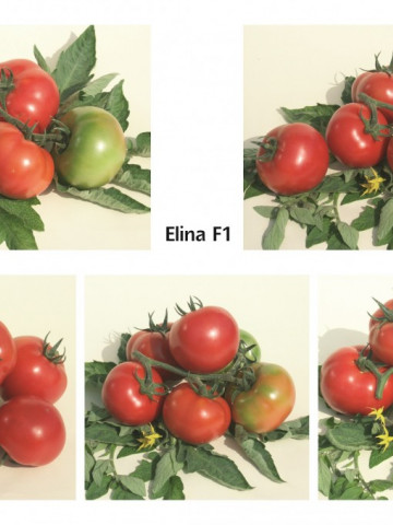 ELINA F1 - 5 gr- Seminte de Rosii Bulgaresti Profesionale