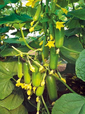 Emek F1 (500 seminte) de castraveti cu planta puternica timpurie se poate recolta zilnic si se planteaza in sere si solarii, Yuksel