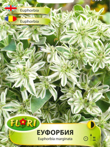 Euphorbia Marginata - Seminte Flori Euphorbia Planta Anuala de la Florian