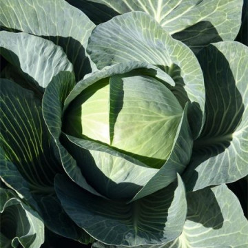 Expect F1 - 1000 sem - Seminte de varza alba cu tulpina interna scurta si frunze de culoare verde intens de la Bejo