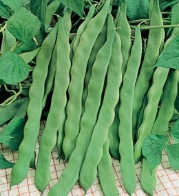 Fasole Pastai Marconi - 40 gr - Seminte de Fasole Pastai Verde Neteda Cataratoare, Opal