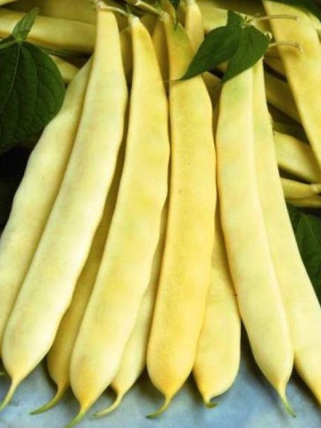 Fasole Pastai Minunea Venetiana (Maravilla de Venezia) - 40 gr - Seminte de Fasole Pastai Opal
