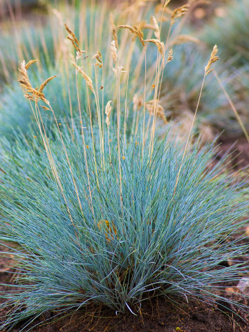 Festuca glauca Elijah Blue (ghiveci 1,5 l), iarba perena ornamentala albastruie