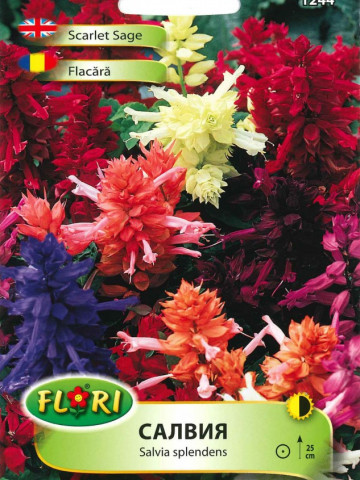 Flacara - Seminte Flori Flacara Planta Anuala de la Florian