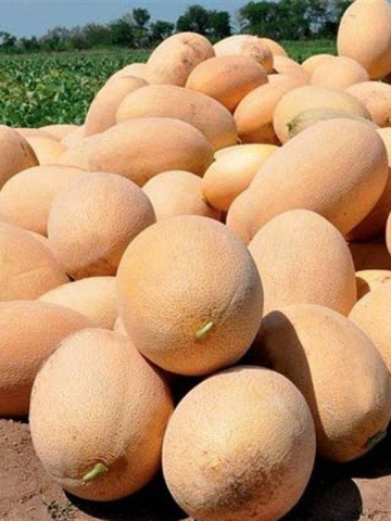 Flander F1 (500 seminte) pepene galben tip ananas oval culoare interioara alb galbuie, Syngenta