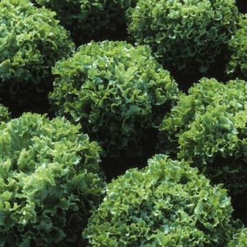 Fristina (5 gr) seminte de salata creata cu frunze verzi si crocante, 450-700 gr, Hazera