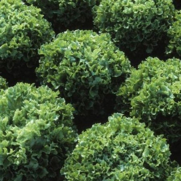 Fristina-5gr.-seminte de salata creata cu frunze verzi si crocante,450-700 gr. de la Hazera