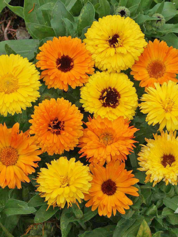 Galbenele Medicinale mix (3 gr) seminte de galbenele colorate in nuante de galben si portocaliu, medicinale si decorative, Agrosem