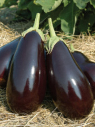 Galine F1 - 5 grame - Seminte de vinete cu fruct de culoare violet stralucitor lung de 15 cm si cantaresc aproximativ 500 de grame de la Clause