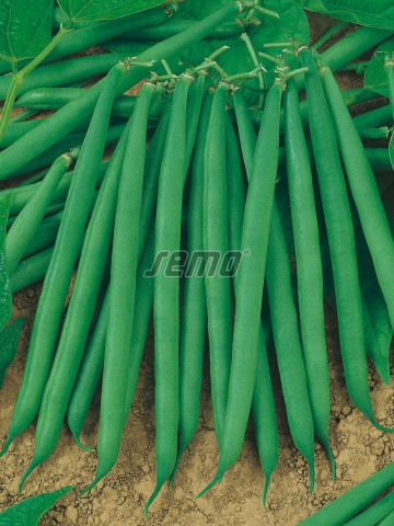 GAMA seminte fasole (500 gr) fasole fideluta de gradina, verde rotunda, lunga, foarte productiva, Semo Cehia