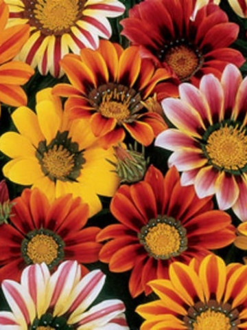 Gazanie Splendens Sunshine Hybrids Mix (150 de seminte) de Flori Gazania Mix, Bee Happy Laktofol