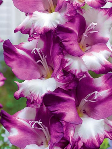 Gladiole Cum Laude (7 bulbi), gladiole cu flori mari, usor gofrate, colorate in visiniu intens si alb, bulbi de flori