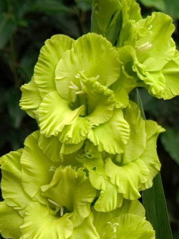 Gladiole Green Star (7 bulbi), gladiole extrem de atractive, cu flori mari de culoare verde-lime stralucitor, bulbi de flori