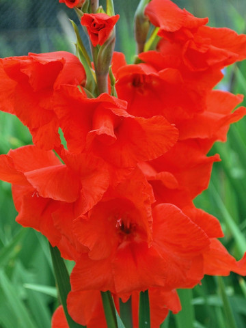 Gladiole Oscar (7 bulbi), gladiole cu flori foarte mari de culoare rosu-catifea, bulbi de flori