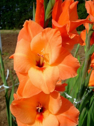 Gladiole Peter Pears (7 bulbi), gladiole cu flori mari, elegante, de culoarea piersicii, bulbi de flori