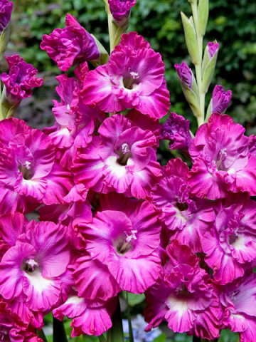 Gladiole Vuvuzela (7 bulbi), cu flori lila si petale ondulate, bulbi de flori