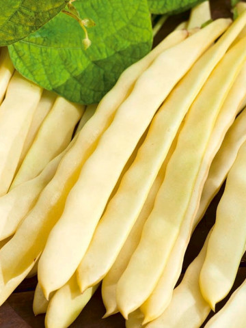Goldfield Fasole Urcatoare (10 kg) de seminte fasole Goldfield cu pastaie lata galbena productie ridicata si rezistenta la boli, Mag R