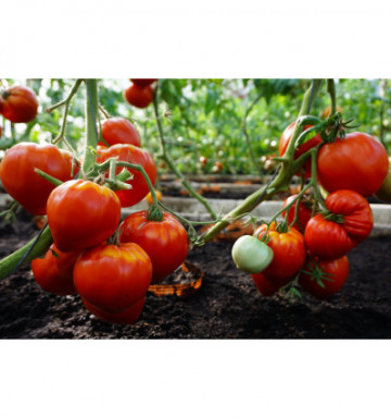 Gourmandia F1 (7 seminte) de rosii in forma de inima, carnoase cu gust deosebit, Claus