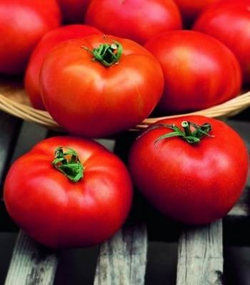 Hector F1 (1000 seminte) rosii determinate ce produc fructe mari cu o capacitate de pastrare dupa recoltare medie de un gust excelent, Clause