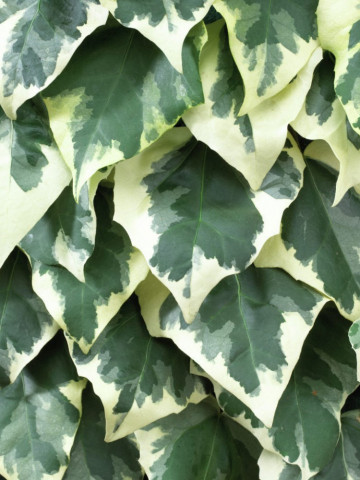 Hedera Dentata Aurea (ghiveci 2 L), iedera decorativa, frunze colorate in verde si galben