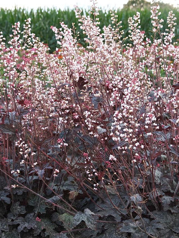 Heucherella Infinity (ghiveci 1 L), planta rezistenta, usor de cultivat