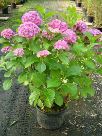 Hortensie Freudenstein, arbust ornamental cu flori mari, dantelate, parfumate, de culoare roz, Yurta