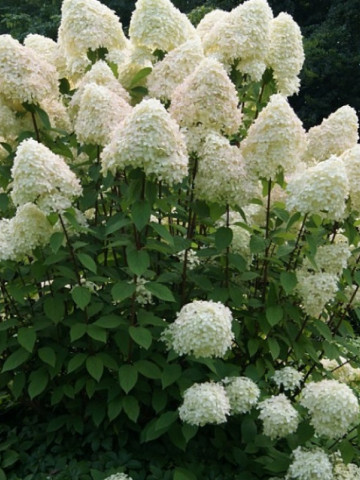 Hortensie Phantom (1 m in ghiveci de 2 L), Hydrangea paniculata, arbust ornamental cu flori grupate in buchete conice, albe, ce devin roz spre toamna