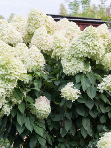 Hortensie Unique, arbust ornamental cu flori grupate in forma de con, albe-verzui in centru si albe-roz pe laterale, Yurta