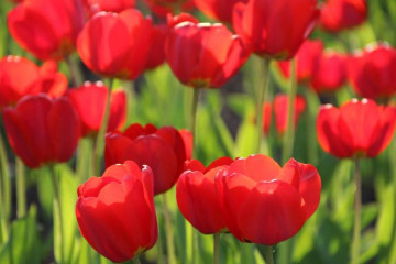 I to Holland (8 bulbi), lalele rosii, bulbi de flori