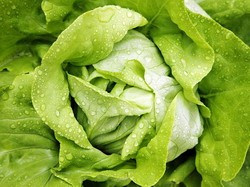 Ileana - 1 gr - Seminte de Salata Soi Romanesc Timpuriu de la 4 Agro
