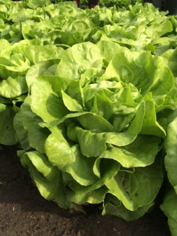 Jolito - 1000 sem - Seminte de salata de capatana drajate destinata culturilor de vara si vara-toamna ce se recolteaza dupa 40-55 de zile de la plantare in functie de greutatea dorita de la Rijk Zwaan