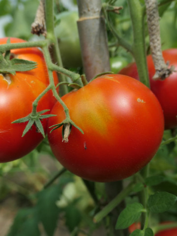 Kuma Red (30 seminte) rosii heirloom rusesc, mari, pentru salate, Ukraina
