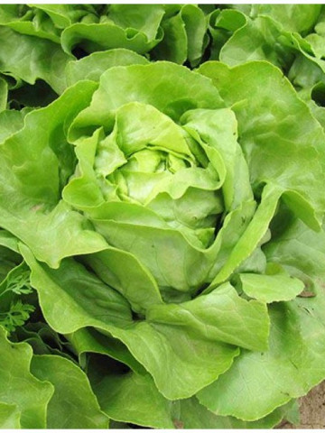 Laruna - 2500 sem - Seminte de salata cu capatana mare de culoare verde proaspat destinata culturilor de vara-toamna prezentand rezistenta la afide de la Enza Zaden