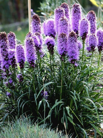 Liatris violet (0.2 gr) planta spic, flori mici, violet purpuriu, Agrosem