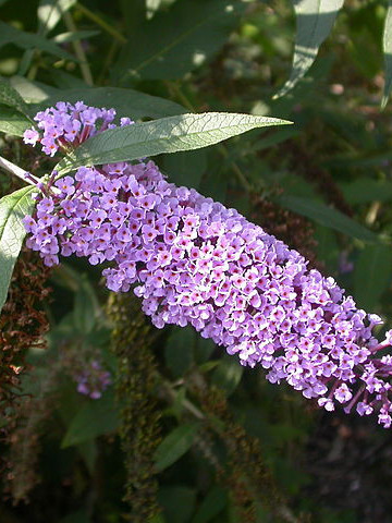 Liliac de vara Ecolonia, arbust ornamental de talie mica, cu flori parfumate de culoarea lavandei, Yurta