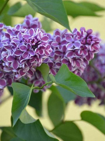 Liliac Sensation, arbust ornamental cu flori grupate in buchete conice, de culoare mov cu margini argintii, parfumate, 1 arbust de 1,5-2 m inaltime, Yurta