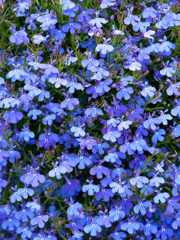 Lobelia pitica albastra, planta anuala, flori mici, (0,1 g), Agrosem