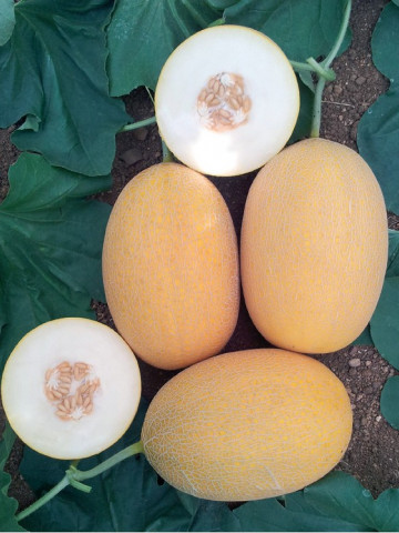 Lokum F1 (500 seminte) pepene galben hibrid Lokum F1, Yuksel Seed