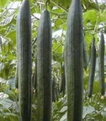 Loustik F1 (1000 seminte) castravete lung timpuriu, Seminis