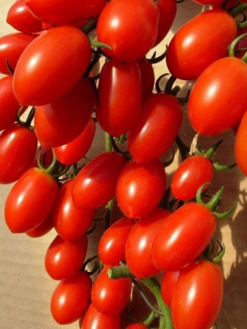 Lucinda F1 (100 seminte) Seminte Rosii Tip Cherry Prunisoare Nedeterminata, HazeraGenetics