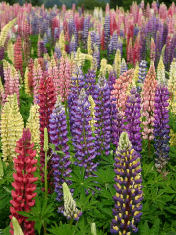 Lupin mix (25 seminte) planta perena, flori de diferite culori, Agrosem