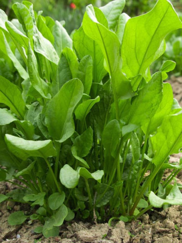 Macris Pallagi Nagylevelu (3500 seminte) de macris de culoare verde, cu frunze in forma de lance, mari, late, 20-22 cm lungime, ZKI