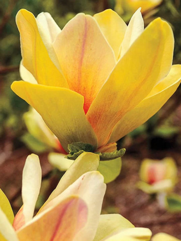 Magnolie Elizabeth galben cremos cu flori mari (ghiveci 3 L) parfumate, in nuante de crem galben
