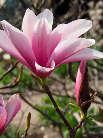 Magnolie Heaven Scent (ghiveci 2 l) arbust ornamental cu flori mari, cu parfum intens extraordinar, colorate in roz la exterior si alb la interior,